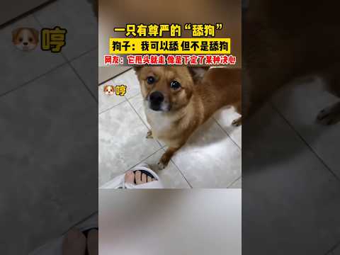 一只有尊嚴的&ldquo;舔狗&rdquo;我可以舔但我不是舔狗 網友：他轉身就走像是下定了某種決心#搞笑 #搞笑视频 #爆笑 #舔狗 #狗子的迷惑行为