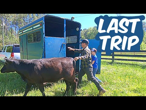 LOADING AND TRANSPORTING COWS. Final trip to the new home.