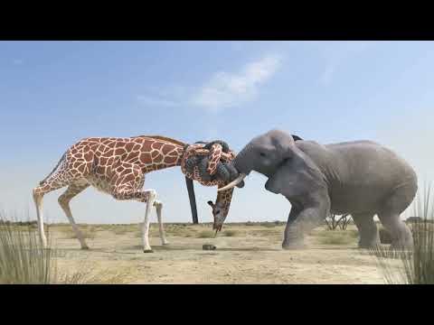 Giraffe Vs Elephant fight for Water