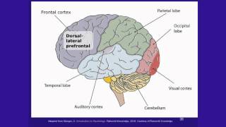 Lec 14 | MIT 9.00SC Introduction to Psychology, Spring 2011