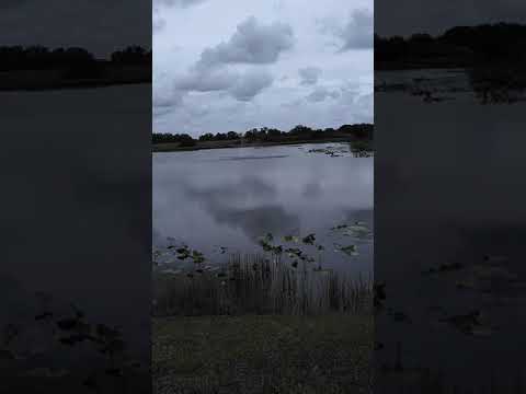 Small pond on site