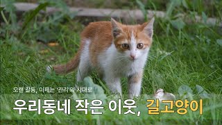 우리 동네 작은 이웃, 길고양이