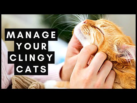 Managing Clingy Cats - YouTube