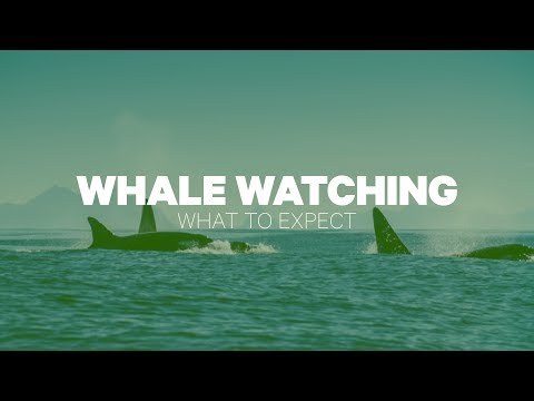 One Adult Whale-Watching Ticket and One Drink at Ocean Explorer Cruises (Up to 45% Off). All Fees Included. - Second Medium