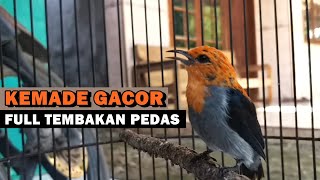 Download lagu MASTERAN KEMADE GACOR ‼️ Suara PIKAT & Pancingan burung cabe / cit keres bahan agar cepat bunyi LOT mp3 Download lagu MASTERAN KEMADE GACOR ‼️ Suara PIKAT & Pancingan burung cabe / cit keres bahan agar cepat bunyi LOT mp3