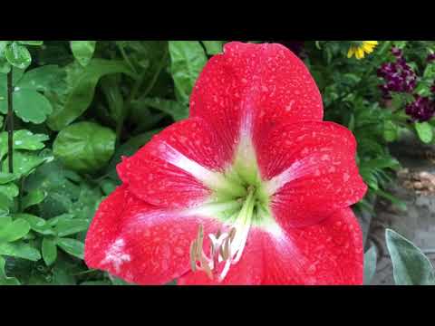 Flower diversity in Moldova