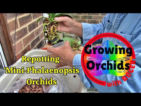Repotting 3 Mini Phalaenopsis Orchids