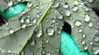 January Rain - David Gray.wmv