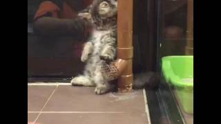 animale pisica tare comica