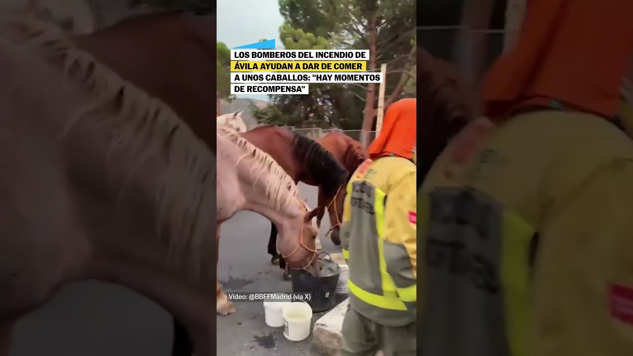 Así han dado de comer los bomberos del incendio de Ávila a unos caballos #shorts
