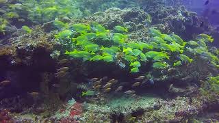 Beautiful dive to Okkabe Thila. An underwater pinnacle in Male&amp;#39; Atoll, Maldives