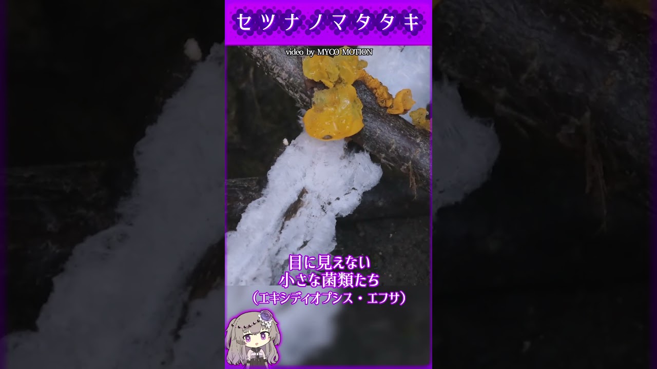 限られた条件下でのみ発生する 幻の『霜の花』