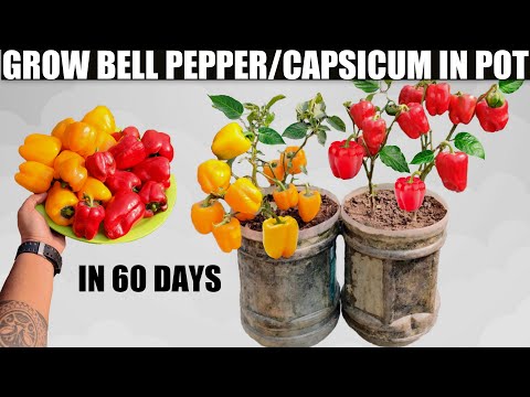 , title : 'How To Grow Bell Peppers/Capsicums In Pots | SEED TO HARVEST | SUPER EASY WAY'