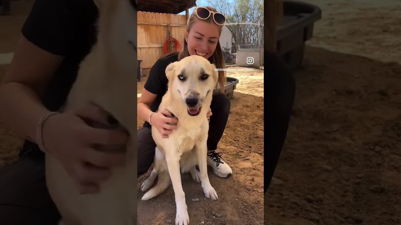 Enlarge SUGAR, a Adoptable mixed breed in Joshua Tree, CA video 2/2
