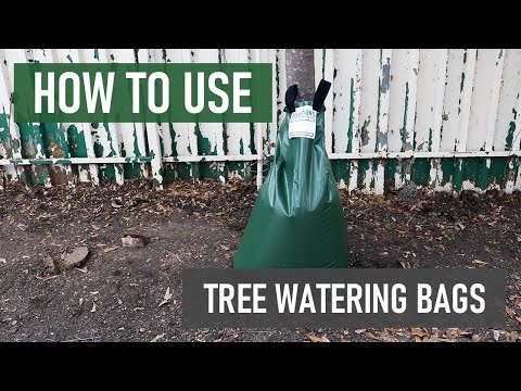 How to Use Solutions Tree Watering Bags [Low Maintenance Tree Watering Solution]