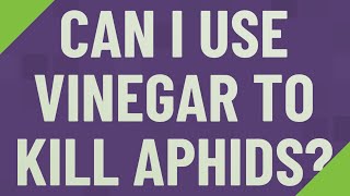 Can I use vinegar to kill aphids?