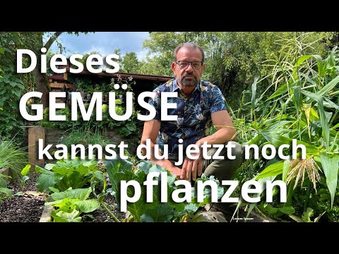 Dieses Gemüse kannst du JETZT noch pflanzen!
