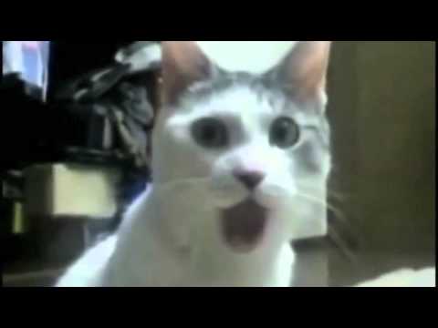 Cachorrada Vip - vídeo promocional de lançamento do site, divulgue!!