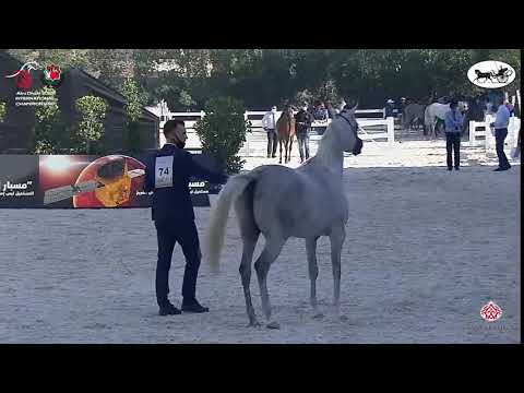 N 74 THORYA AL HAWAJER   Abu Dhabi International Arabian Horse Championship 2021   Fillies 3 Years O