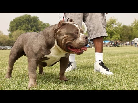 American Bully Growth Stages: Understanding Size and Development