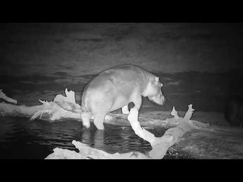 Djuma: Two Hippos leaving the pan - 19:05 - 09/04/19