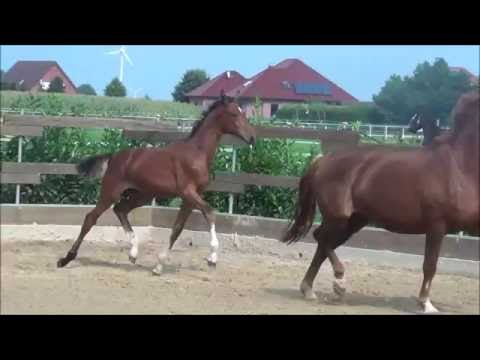 *2016 Hengstfohlen von Le Vivaldi - Relevant