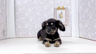 ハーフ犬の動画01