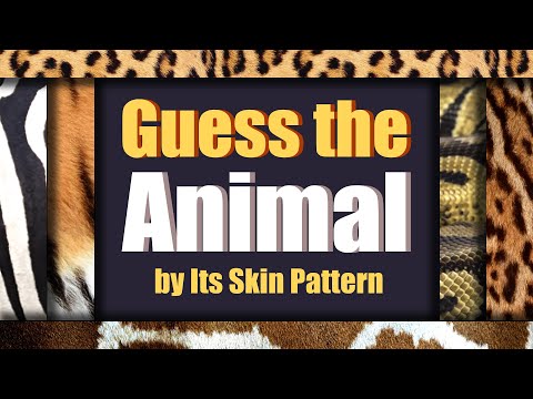 Guess the Animal by Its Skin Pattern | Can You Match the Animal to Its Skin? | Fun Quiz for Kids