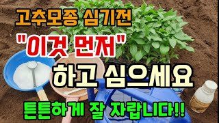 고추심는시기 고추모종 바로 심지 말고 이것먼저 하고 심으면 폭풍성장 대박납니다 #고추농사
