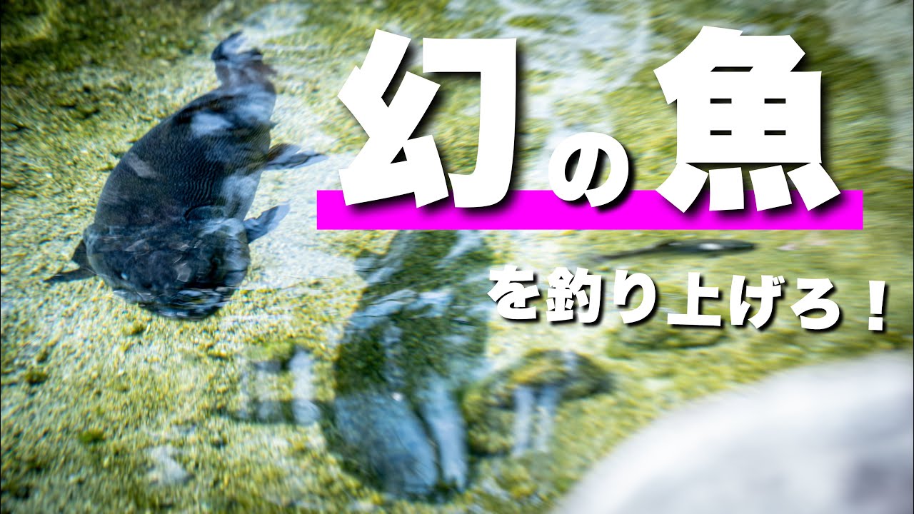 イトウが釣りたいんや！【エリアトラウト/高島の泉】