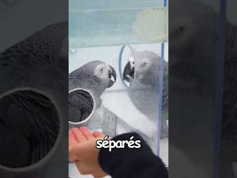 Plus intelligents que certains ces perroquets