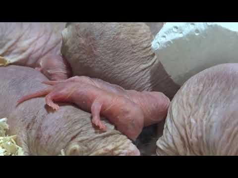 Nachwuchs bei den Nacktmullen im Tierpark Berlin 30 06