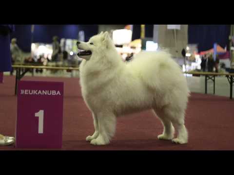 Lexie ~ 1st exc CACIB & Benelux Winner at Rotterdam IDS