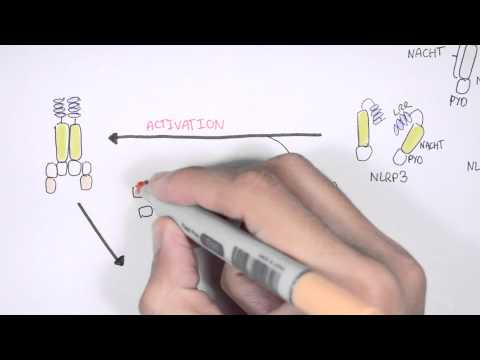 Immunology - NOD like receptors and the Inflammasome