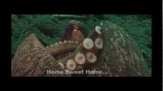 The Crafty Coconut Octopus