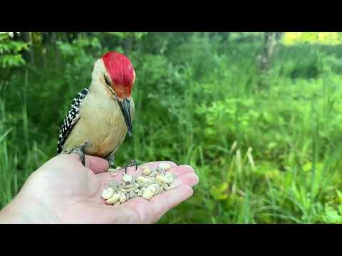 Hand-feeding Birds in Slow Mo - Red-bellied Woodpecker