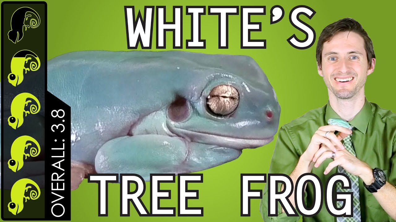 Watch video White's Tree Frog, The Best Pet Amphibian Now White's Tree Frog, The Best Pet Amphibian
