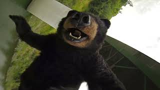 Bruno Bear Feed Your Hunger Fuel Your Joy_bbtv 202423 bungee
