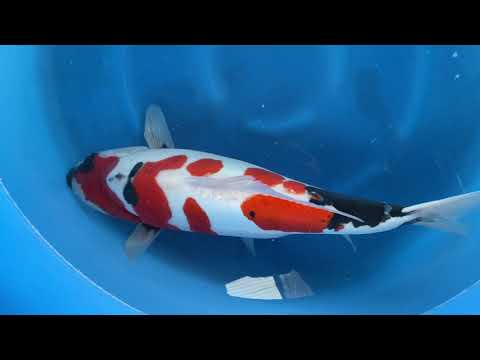 202012 SP-XTAK05 Takahashi Yonsai D Showa 58cm