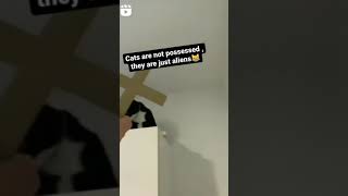 Download lagu kucing kesurupan #shorts #kucinglucu #kucing #short #shortvideo #tiktok #video #shortsvideo mp3