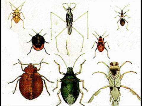 Homoptera Wmv
