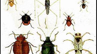 Homoptera.wmv