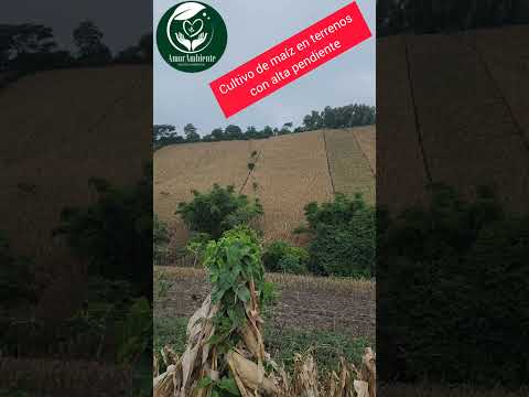 Zona productora de maíz en Santa Catarina Masahuat, Sonsonate #maíz #medioambiental