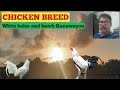 CHICKEN BREED White kelso and Hatch kanawayon