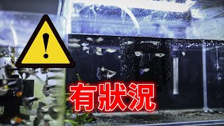 為什麼又突然死魚?🤦♂️把壞東西移走換成無腦水妖精💪