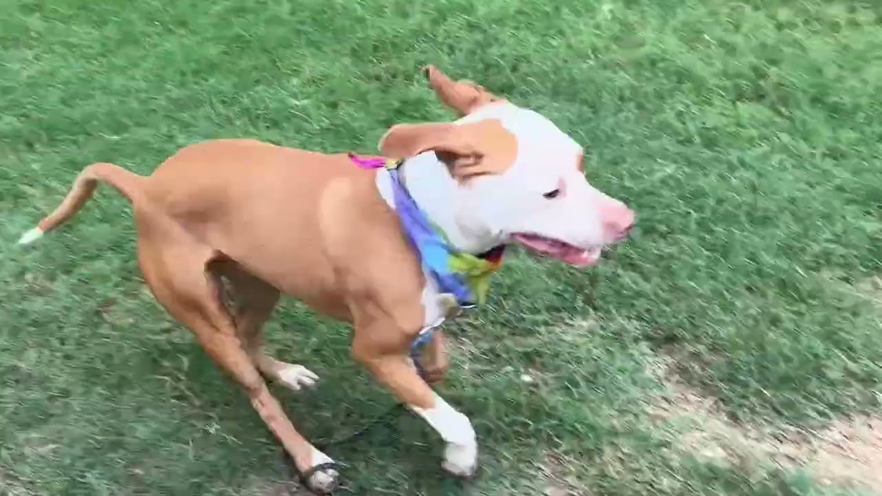 Ginger Crisp, a Adoptable mixed breed in Austin, TX video 6/6