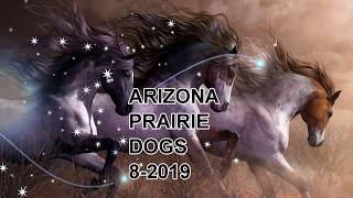 ARIZONA PRAIRIE DOGS AIRGUN PESTING