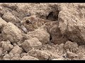 GREYHOUND VS HARE