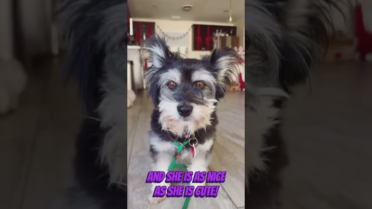 Beverly is a living cartoon character , an adopted mixed breed in Los Angeles, CA video 4/5