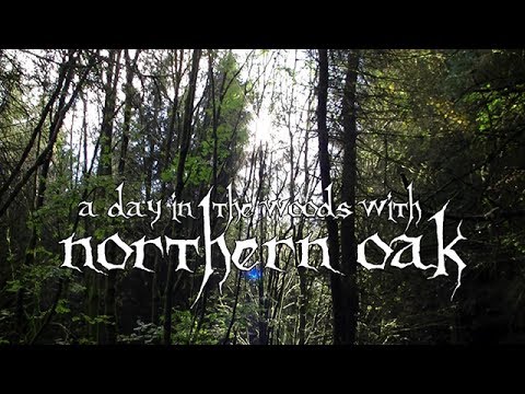 A Day In The Woods With Northern Oak